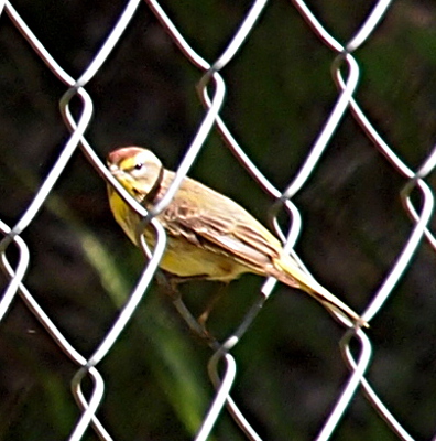 [A medium-size brown bird with a yellow belly and yellow and brown streaks across its head stands within the links of the chain-link fence.]